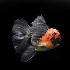 Goldfish (Tricolor,Big)